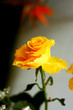 single yellow rose