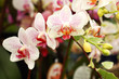 white orchid