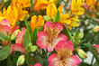 bouquet of beautiful multicolored flowers