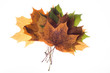 autumn leaves autumn leaves