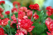 red carnations