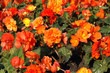 marigolds