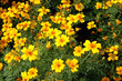 yellow marigolds