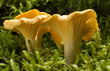 mushroom mushroom