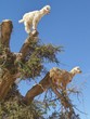 chevre sur arganier