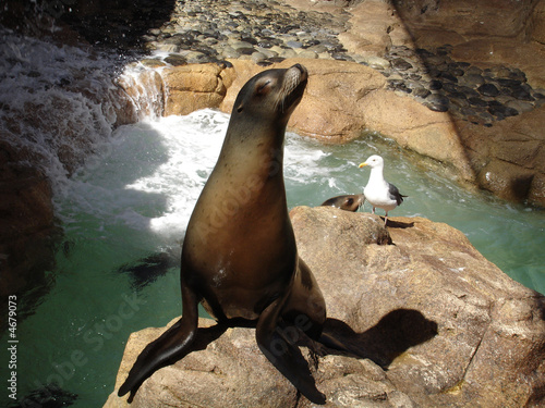 Foto: Seelöwe mit Möwe im Seaworld in San Diego beim Sonnen Seelöwe mit Möwe im Seaworld in San Diego beim Sonnen