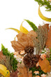 Autumnal leaves arragement