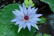 Blaue Seerose