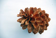 pine nut 2 pine nut 2