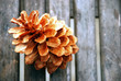 Pine nut Pine nut