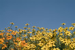 yellow and orange  flowers