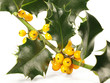 Weihnachten / Stechpalme