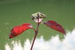 Wilde Beeren