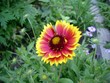 The sun in a garden