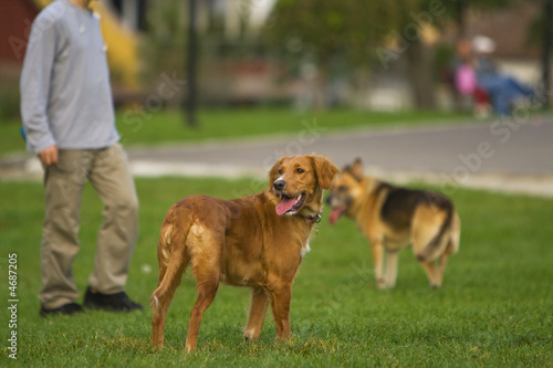 Photo: Dog training Dog training