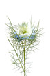 Nigella flower aka Love in the Mist