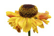 Yellow helenium also called Sneezeweed
