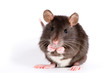 Photo : rat