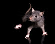 Photos : rat