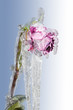 Icy Rose