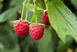 raspberry