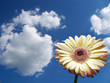Gerbera Daisy (Gerbera jamesonii)