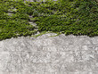 green leaves on the wall