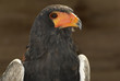 Aigle bateleur