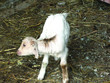 Chevreau