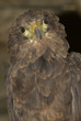 Rapace
