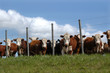 Photo: vacas vacas