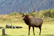 Moose