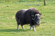 Musk Ox