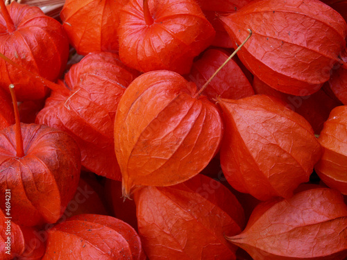 Photo: physalis physalis