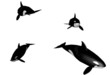 killer whale