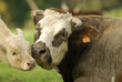 Une vache et son veau Une vache et son veau
