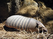 armadillo