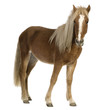 Images : Shetland pony (2 years)