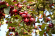 Fruits of  wild apple-tree