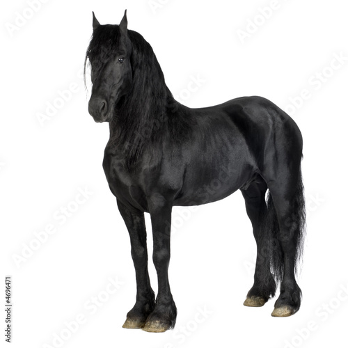 Photo: Friesian horse Friesian horse