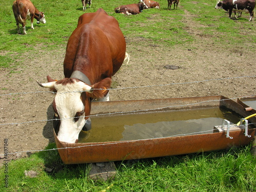 la vache qui boit la vache qui boit