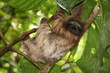 Faultier, Cahuita, Costa Rica