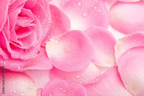 Photo: rose rose
