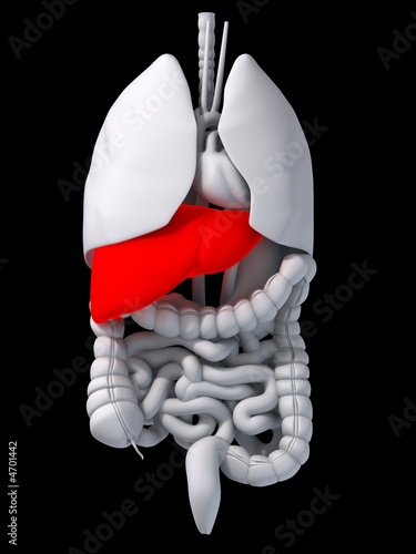 Illustration: menschliche organe mit roter leber menschliche organe mit roter leber