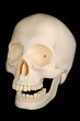 Funny Skull