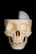 Half-Brained Skull