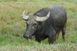 Bufle Bufle