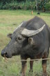 Bufle Bufle