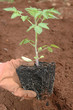 Planting a seedling Planting a seedling