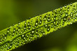 Photo: Dew droplets Dew droplets